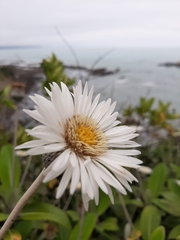 Pachystegia insignis
