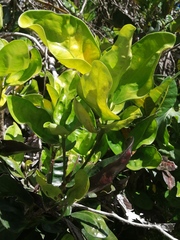 Codiaeum variegatum