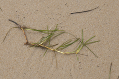 Zostera muelleri