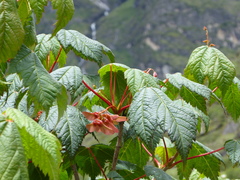 Acer caudatum