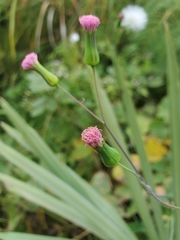 Emilia sonchifolia image
