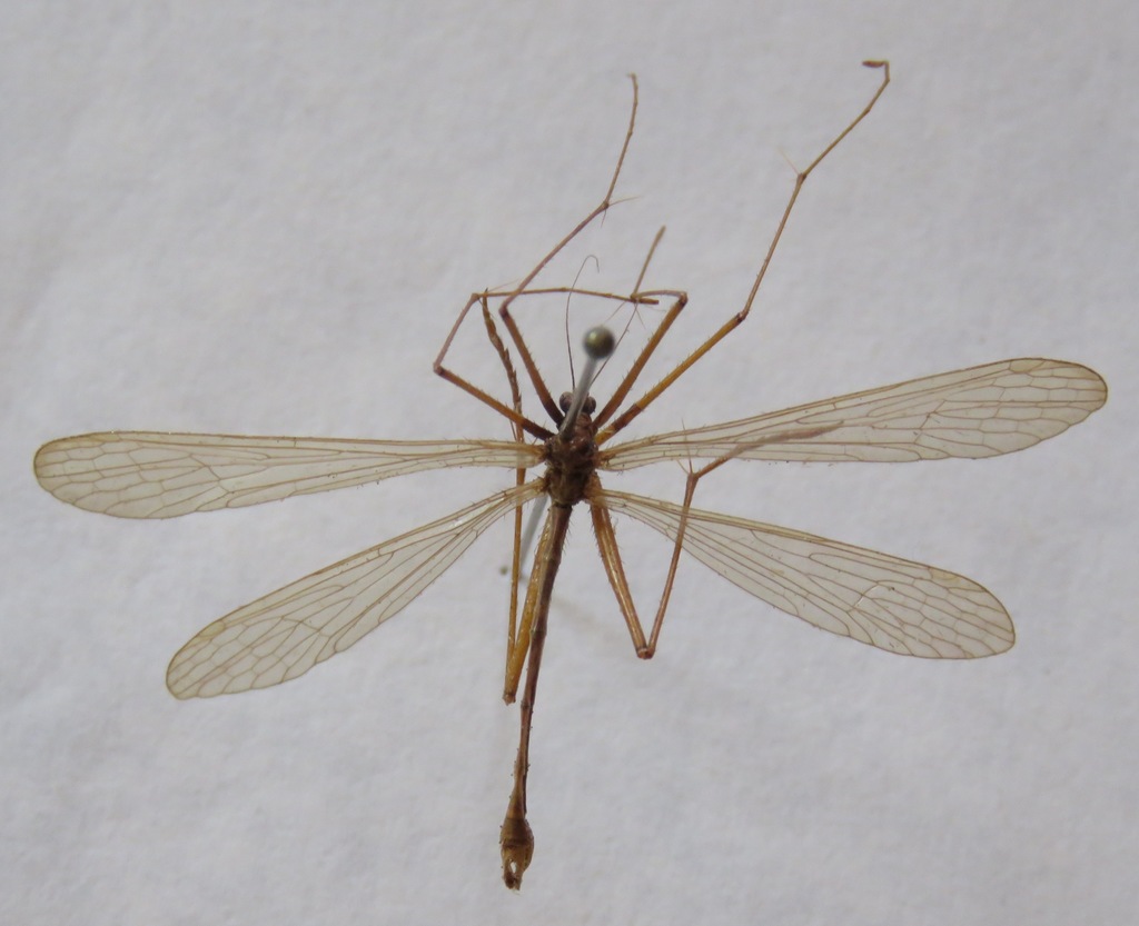 Bittacus banksi