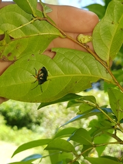 Lampromicra