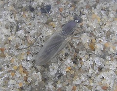 Hypocharassus pruinosus