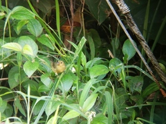 Sporophila corvina