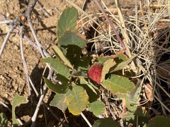 Cynips quercusnubila