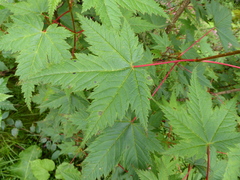 Acer caudatum