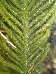 Caulerpa muelleri
