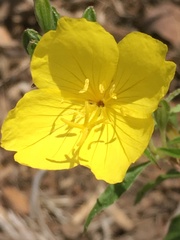 Oenothera macrocarpa