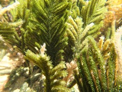 Caulerpa muelleri