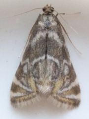 Petrophila canadensis