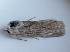 Catabena lineolata