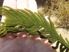Caulerpa muelleri