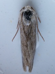 Catabena lineolata