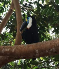Ramphastos tucanus