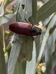 Temognatha flavomarginata