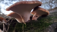 Polyporus mcmurphyi
