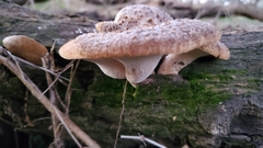 Polyporus mcmurphyi