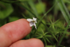 Viola pallens