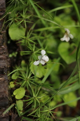 Viola pallens