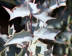 Berberis haematocarpa