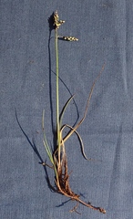 Carex rariflora