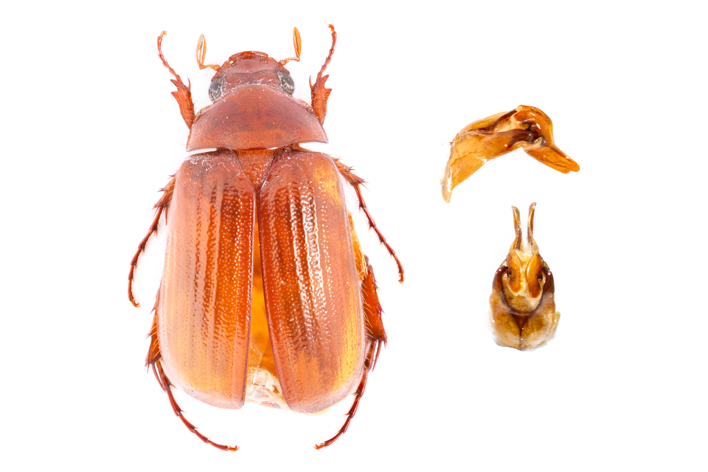 Mid-June Beetle