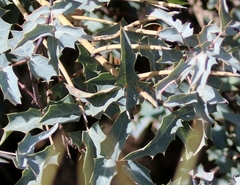 Berberis haematocarpa