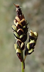 Carex rariflora