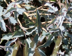 Berberis haematocarpa