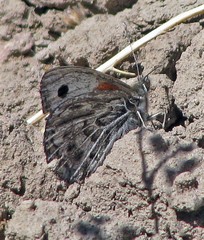Argyrophorus argenteus