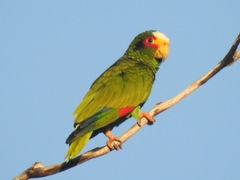 Amazona xantholora