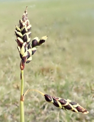 Carex rariflora