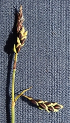 Carex rariflora