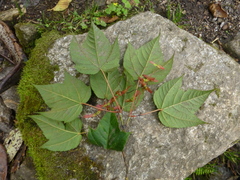 Acer pectinatum