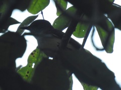 Myiarchus yucatanensis