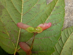 Acer pectinatum