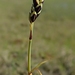 Loose-flowered Alpine Sedge - Photo (c) M. Torre Jorgenson, some rights reserved (CC BY-NC), uploaded by M. Torre Jorgenson