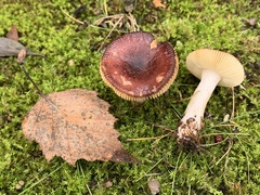 Russula versicolor