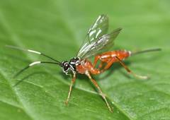 Mesostenus thoracicus