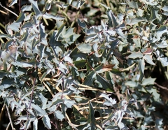 Berberis haematocarpa