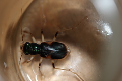 Australicapitona bostockii