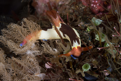 Nembrotha chamberlaini