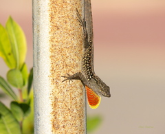 Anolis sagrei sagrei