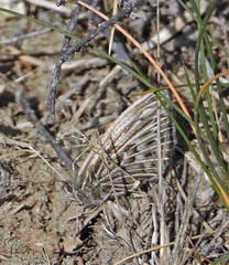 Argyrophorus argenteus