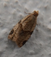 Clepsis