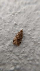 Clepsis