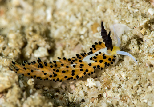 Favorinus tsuruganus