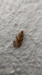 Clepsis