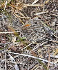 Argyrophorus argenteus
